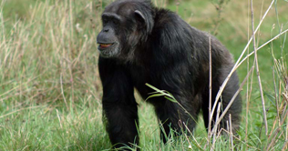 Man inherited Malaria from chimpanzees